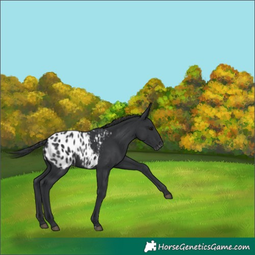 Horse Color:Black Appaloosa Rabicano
