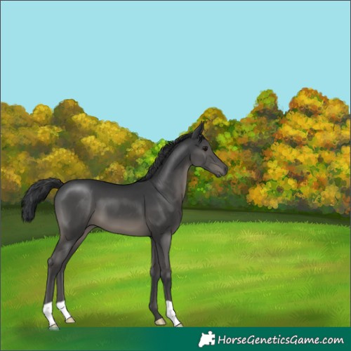 Horse Color:Black 