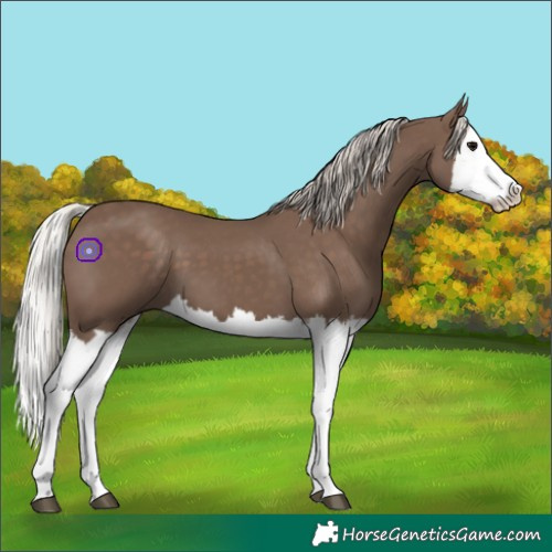 Horse Color:Silver Black Splash