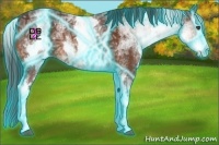Horse Color:Thunderstruck White Spotted Bay Ice