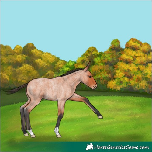 Horse Color:Bay Roan
