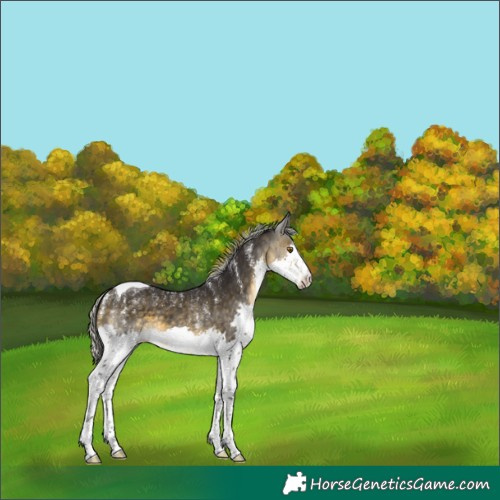 Horse Color:Powder White Silver Buckskin Splash Tobiano