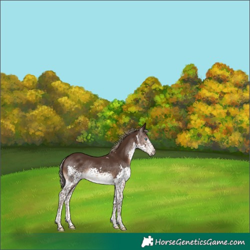 Horse Color:White Spotted Liver Chestnut Splash Tobiano Rabicano 