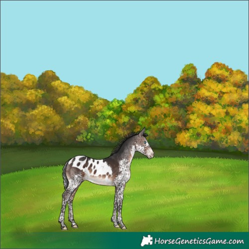 Horse Color:Brown Splash Tobiano Skewed LP Spotted Rabicano