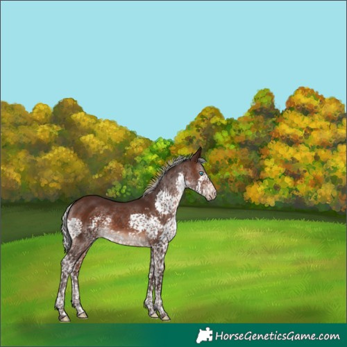 Horse Color:Silver Brown Splash Tobiano Skewed LP Spotted Rabicano