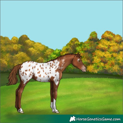 Horse Color:Gray Gold Champagne Tobiano Appaloosa 