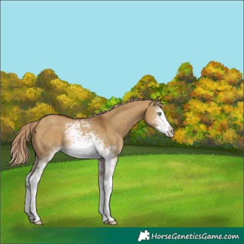 Horse Color:White Spotted Chocolate Palomino Dun Frame 