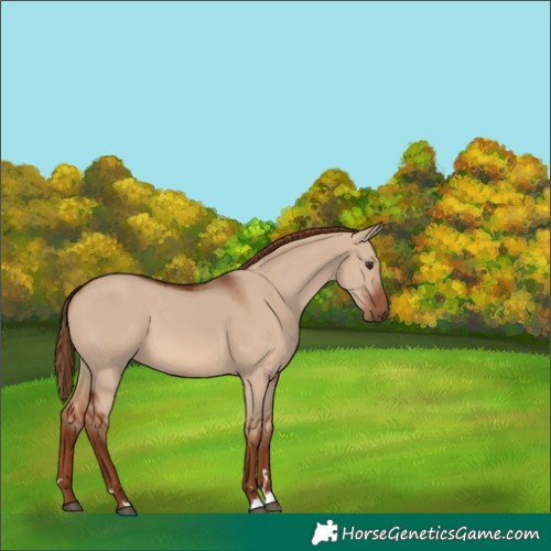 Horse Color:Red Dun 