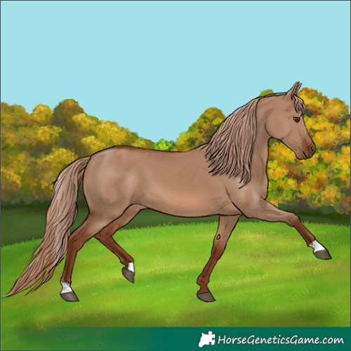 Horse Color:Red Dun 