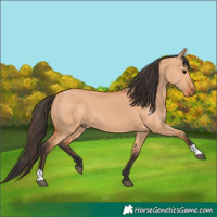 Horse Color:Bay Dun