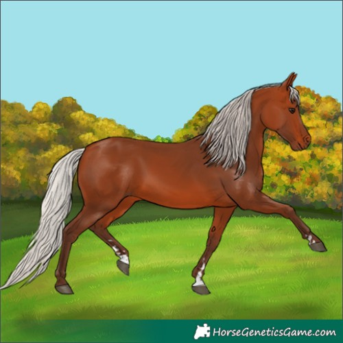 Horse Color:Silver Bay 