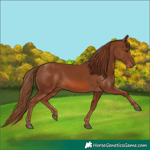 Horse Color:Chestnut Rabicano 