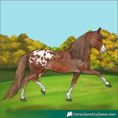 Horse Color:Chestnut Appaloosa 