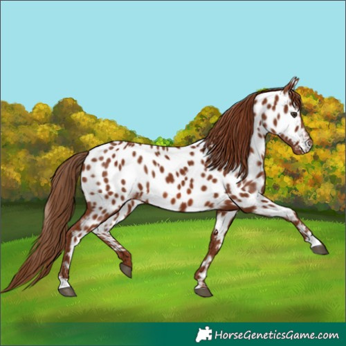 Horse Color:Chestnut Near Leopard 