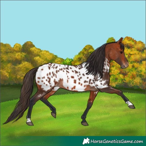 Horse Color:Bay Near Leopard 