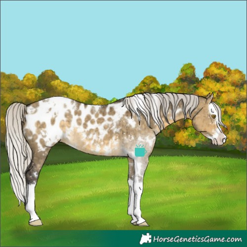 Horse Color:White Spotted Silver Buckskin Dun Splash Blanket Rabicano Brindle