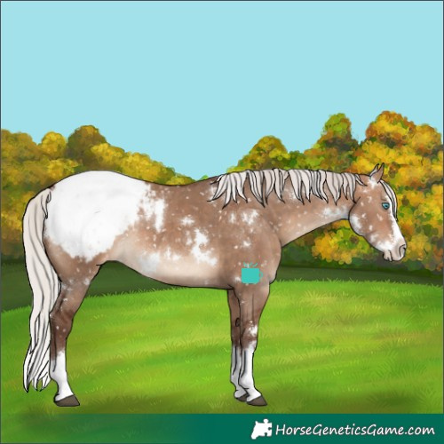 Horse Color:White Spotted Silver Bay Dun Splash Snowcap Rabicano