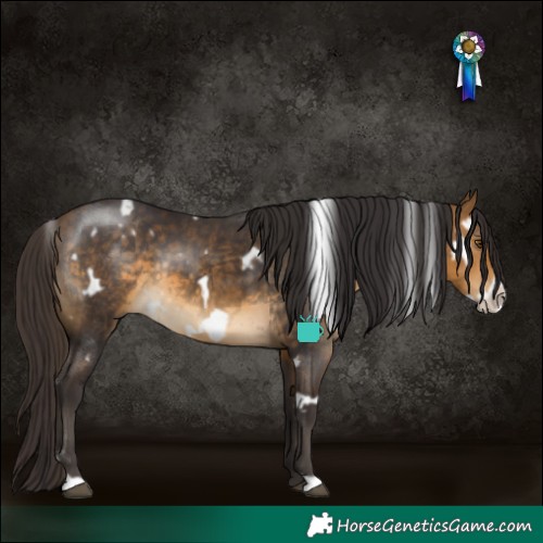 Horse Color:White Spotted Buckskin Frame Rabicano