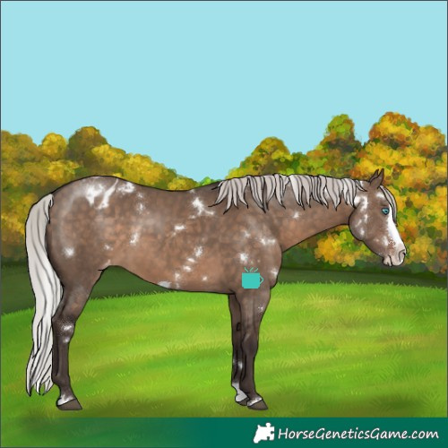 Horse Color:White Spotted Silver Brown Dun Splash Blanket Rabicano