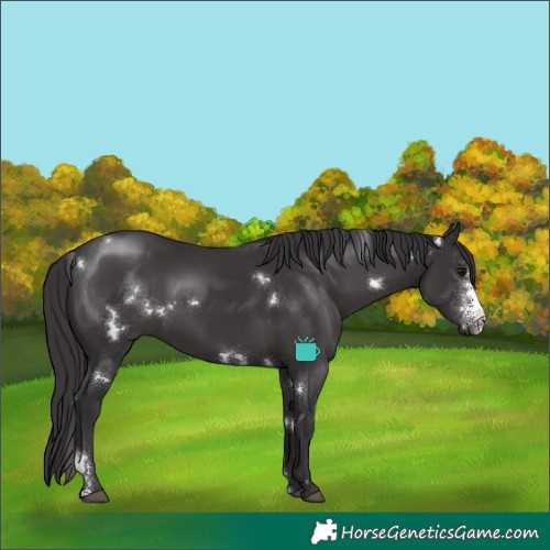 Horse Color:White Spotted Smoky Black Sabino Rabicano