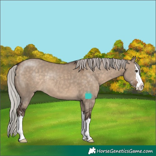 Horse Color:Silver Brown Dun Sabino Splash Rabicano