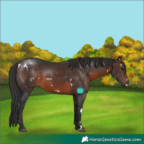 Horse Color:White Spotted Brown Rabicano