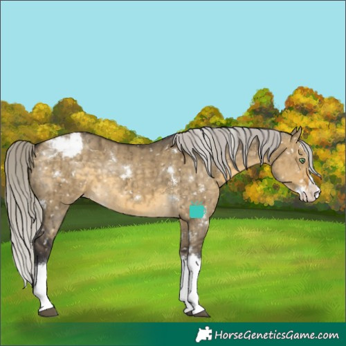 Horse Color:White Spotted Silver Buckskin Dun Splash Snowcap Rabicano Brindle