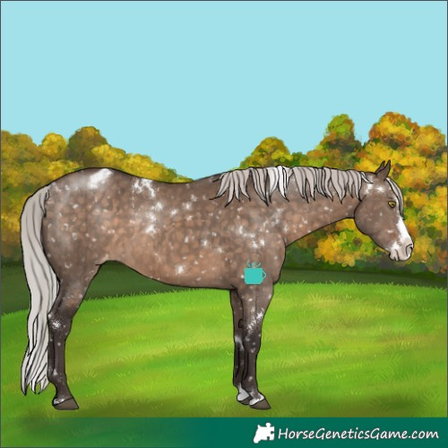 Horse Color:White Spotted Silver Brown Dun Splash Snowflake Varnish Rabicano Brindle