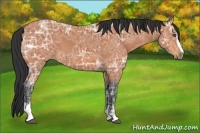 Horse Color:Bay Ice Sabino 