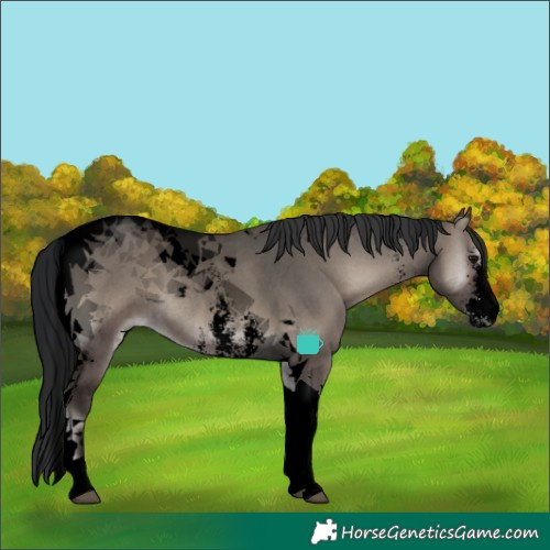 Horse Color:Void Grullo Onyx Sabino Tobiano