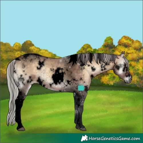 Horse Color:Void White Spotted Silver Brown Onyx Tobiano Rabicano