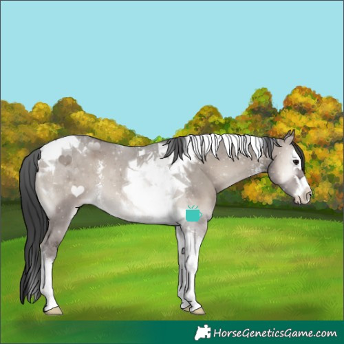 Horse Color:Grullo Onyx Sabino Splash Tobiano