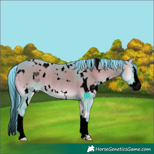 Horse Color:Void Watercolor White Spotted Grullo Onyx Splash Rabicano