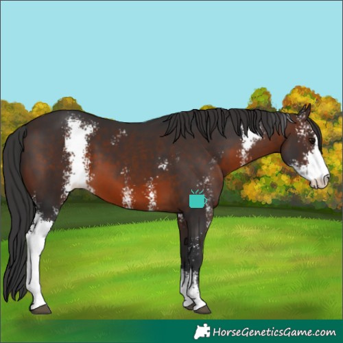 Horse Color:Brown Sabino