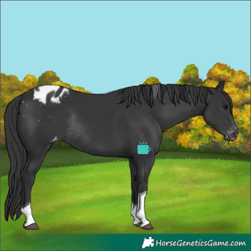 Horse Color:Black Tobiano Varnish Rabicano
