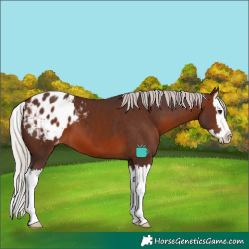 Horse Color:Silver Brown Splash Varnish 