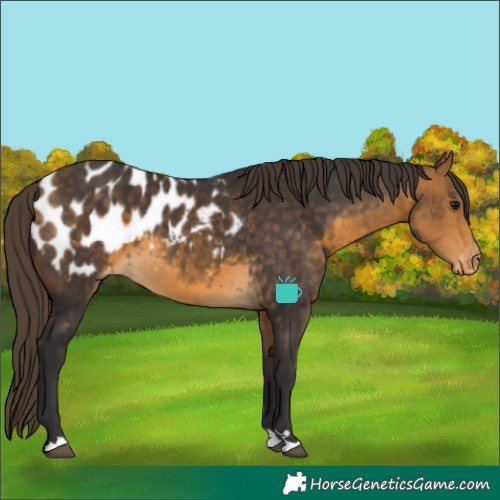 Horse Color:Buckskin Blanket
