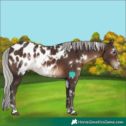 Horse Color:White Spotted Silver Brown Near Leopard