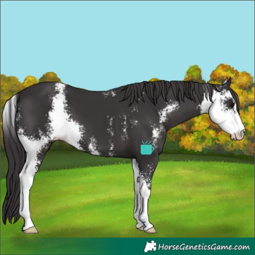 Horse Color:Smoky Black Sabino 