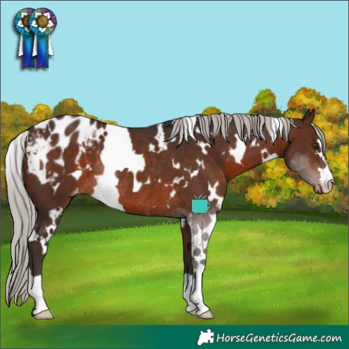 Horse Color:White Spotted Silver Brown Varnish Rabicano