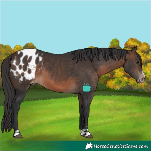Horse Color:Brown Blanket