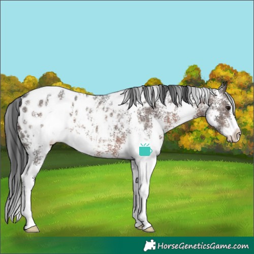 Horse Color:Brown Sabino Blanket