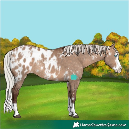 Horse Color:White Spotted Silver Brown Dun Splash Blanket Rabicano