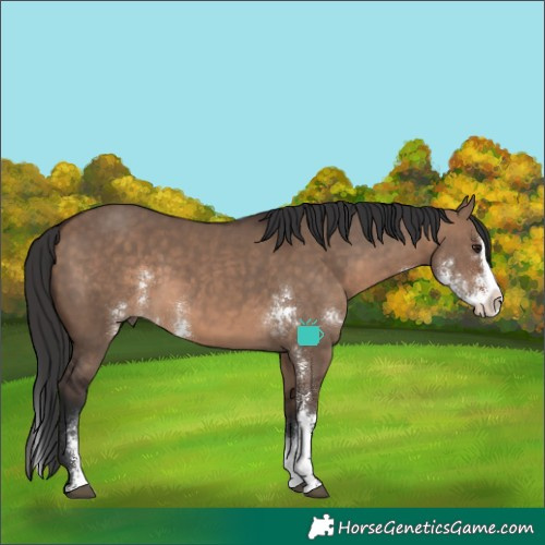 Horse Color:Brown Dun Sabino Splash