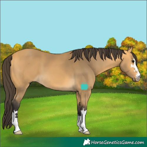 Horse Color:Buckskin