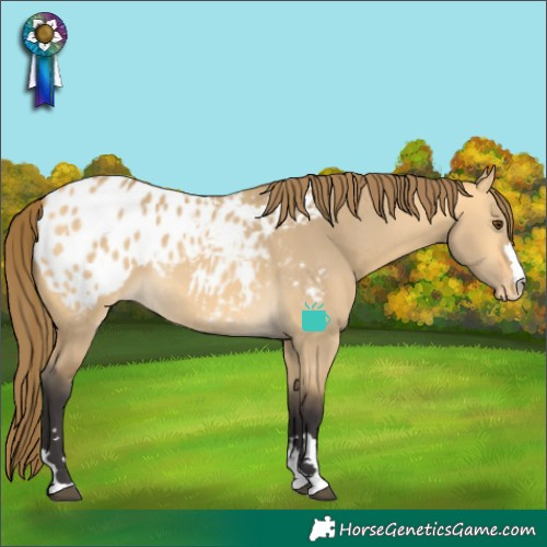 Horse Color:Buckskin Dun Blanket