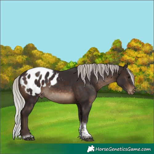 Horse Color:Silver Brown Tobiano Blanket