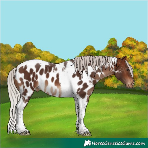 Horse Color:Silver Brown Tobiano Near Leopard 