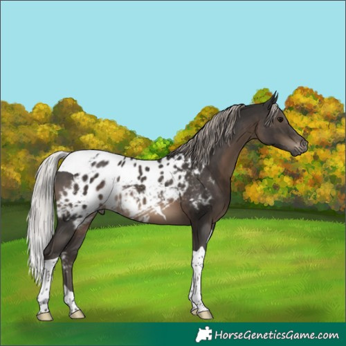 Horse Color:Gray Silver Black Tobiano Skewed LP Spotted 