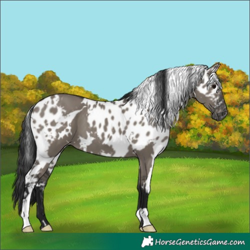 Horse Color:Gray White Spotted Grullo Skewed LP Spotted